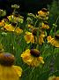 Helenium El DOrado_3